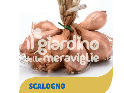 Scalogno