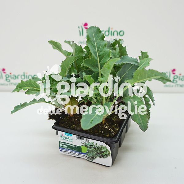 Broccoletto a getti Fiolaro