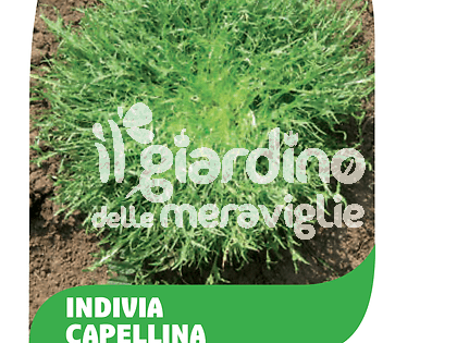 Indivia Capillina