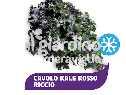 Cavolo Kale rosso riccio