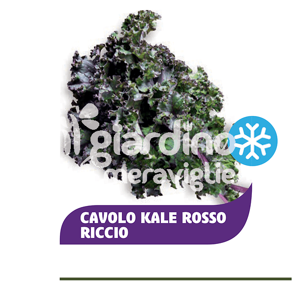 Cavolo Kale rosso riccio