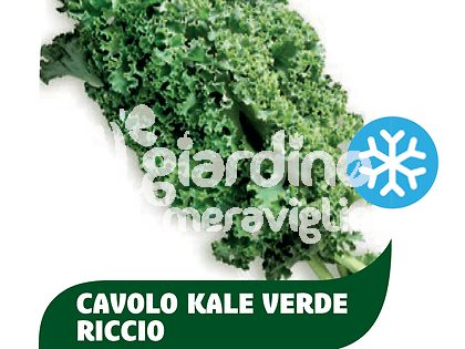 Cavolo Kale verde riccio