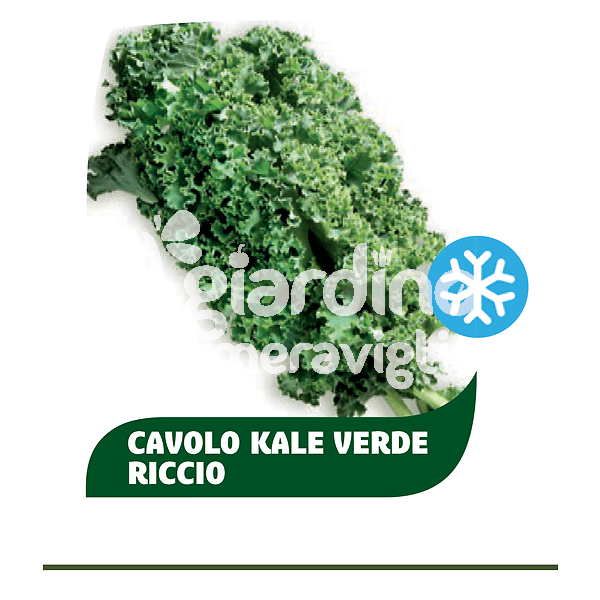 Cavolo Kale verde riccio