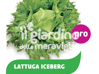 Lattuga Iceberg