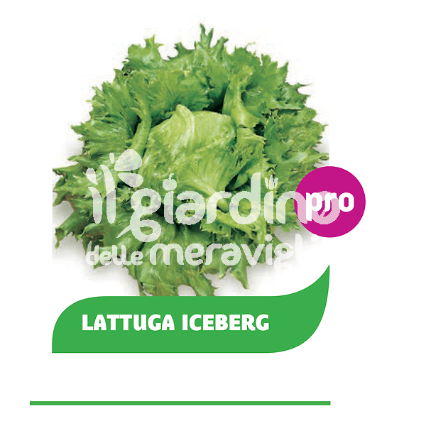 Lattuga Iceberg