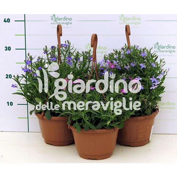 Lobelia