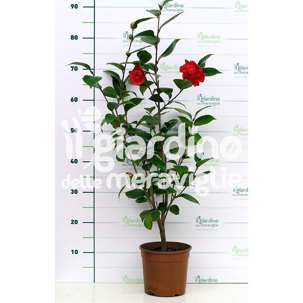 La camelia japonica