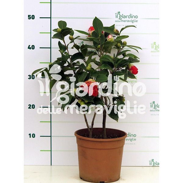 Camelia Japonica