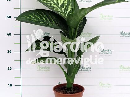 Dieffenbachia Tropic Snow