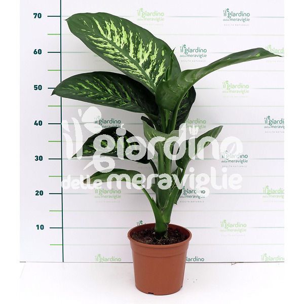 Dieffenbachia Tropic Snow