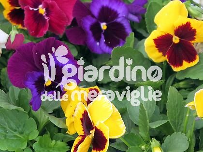 Viola, Viola del pensiero,pansè