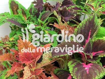 Coleus, Pittura, Foglia colorata