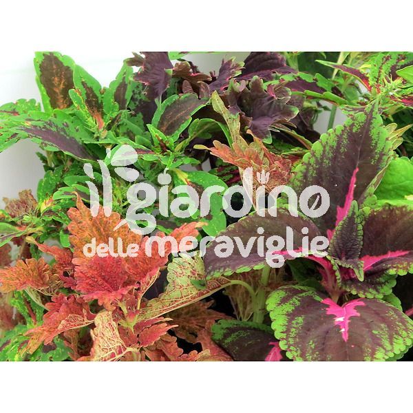 Coleus, Pittura, Foglia colorata