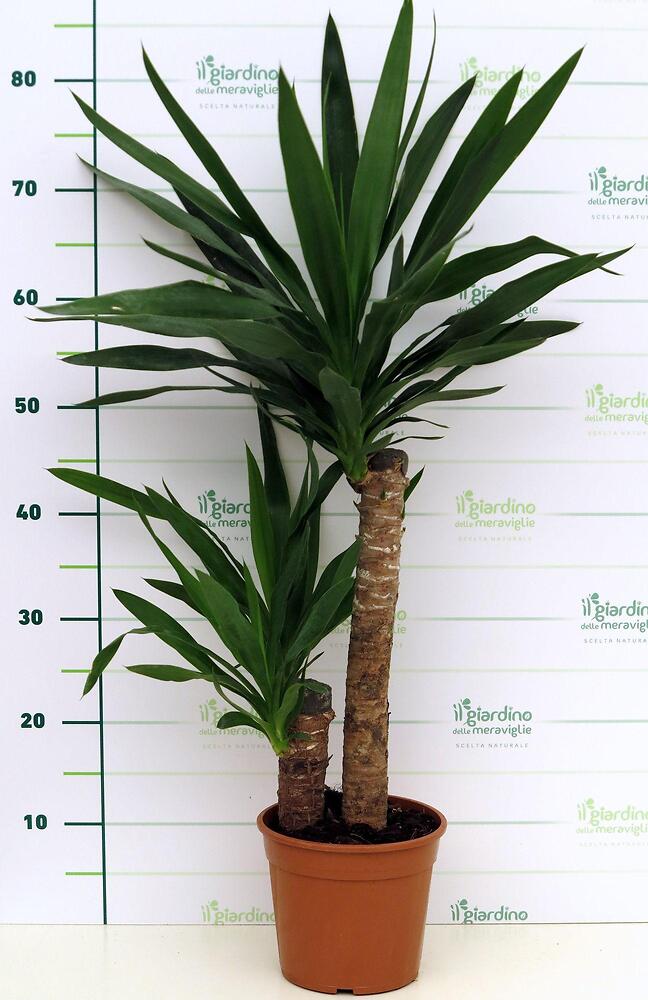 Yucca (tronchetto della felicità)