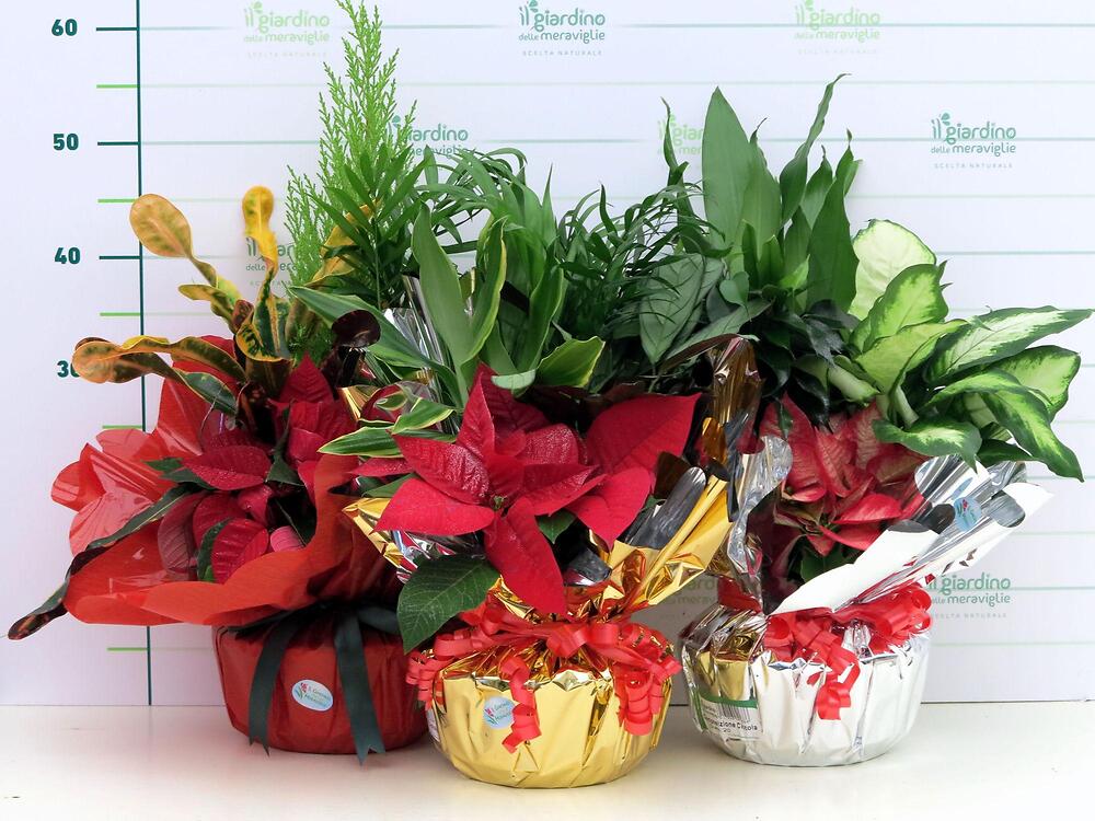 Composizione piante in Confezione Regalo