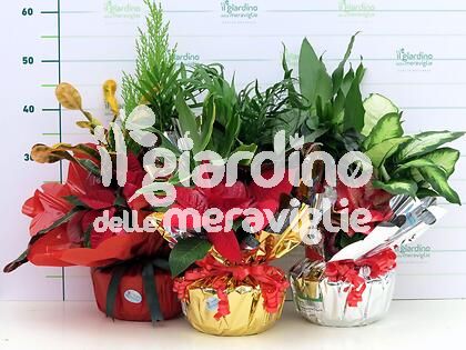 Composizione piante in Confezione Regalo