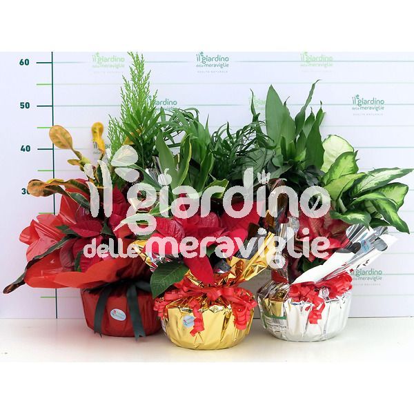 Composizione piante in Confezione Regalo