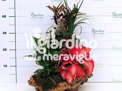 Composizioni in Sughero Casa