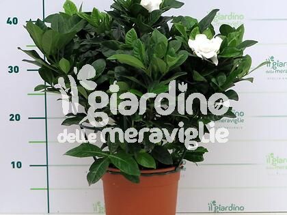 Gardenia