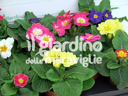 Primula