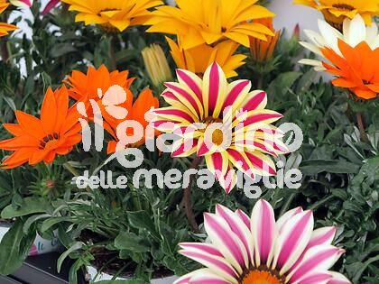 Gazania