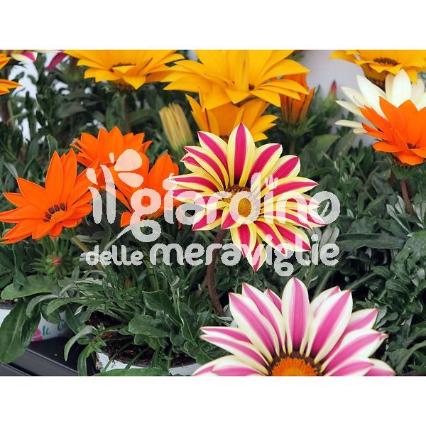 Gazania