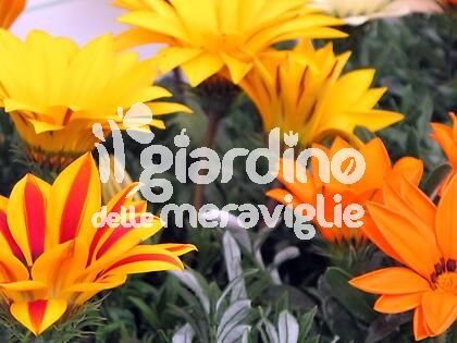 Gazania