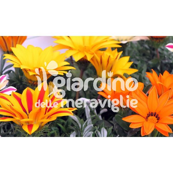 Gazania