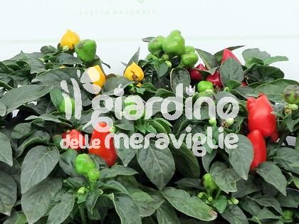 Peperoncino ornamentale