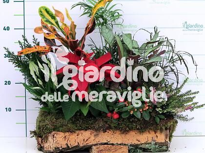 Composizioni piante in Sughero