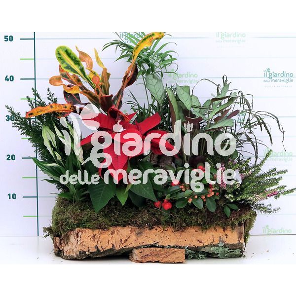 Composizioni piante in Sughero