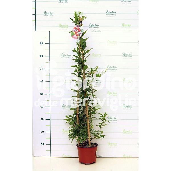 Bacche di Goji berry