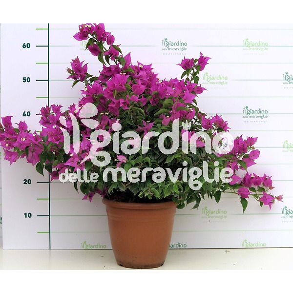 Bougainvillea pianta