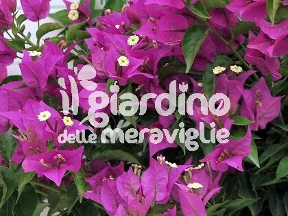 Bougainvillea