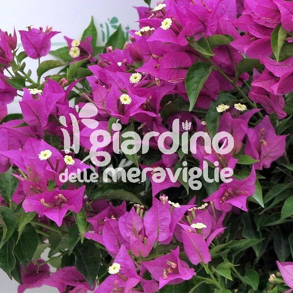 Bougainvillea