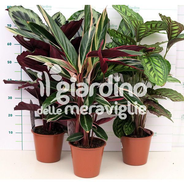 Calathea