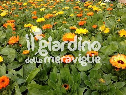 Calendula officinalis