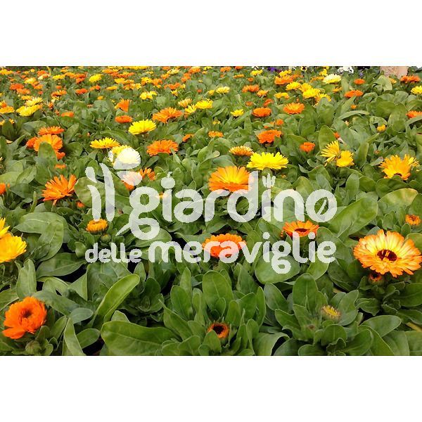 Calendula officinalis
