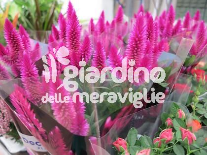 Celosia Caracas