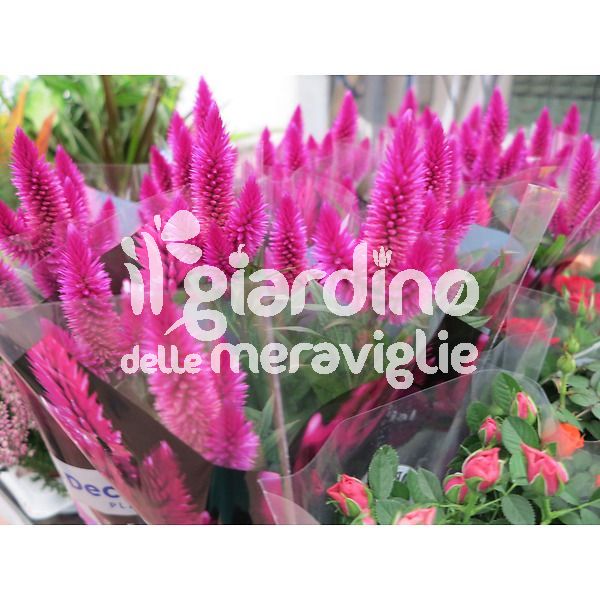 Celosia Caracas