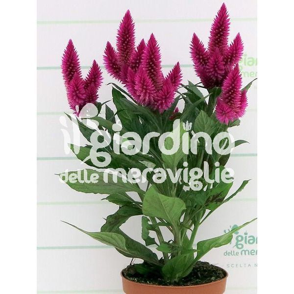 celosia caracas