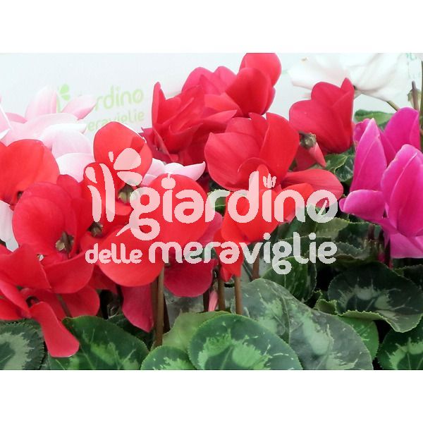 Ciclamino il giardino delle meraviglie