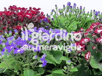 Cineraria