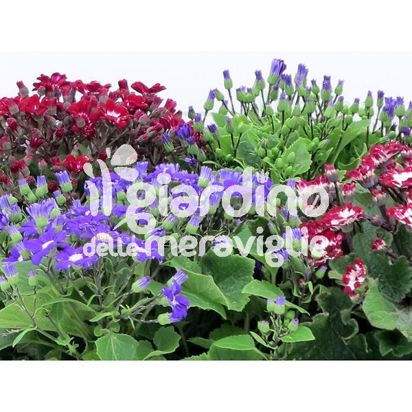 Cineraria