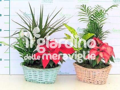 Composizione piante balconetta in vimini