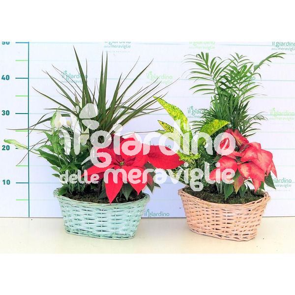 Composizione piante balconetta in vimini