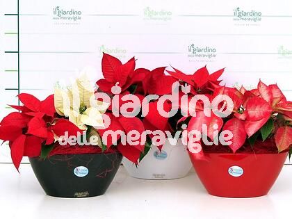 Composizione piante in vaso oval
