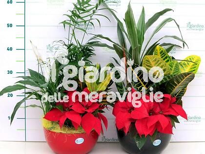 Composizione piante Cherry