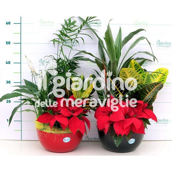 Composizione piante Cherry