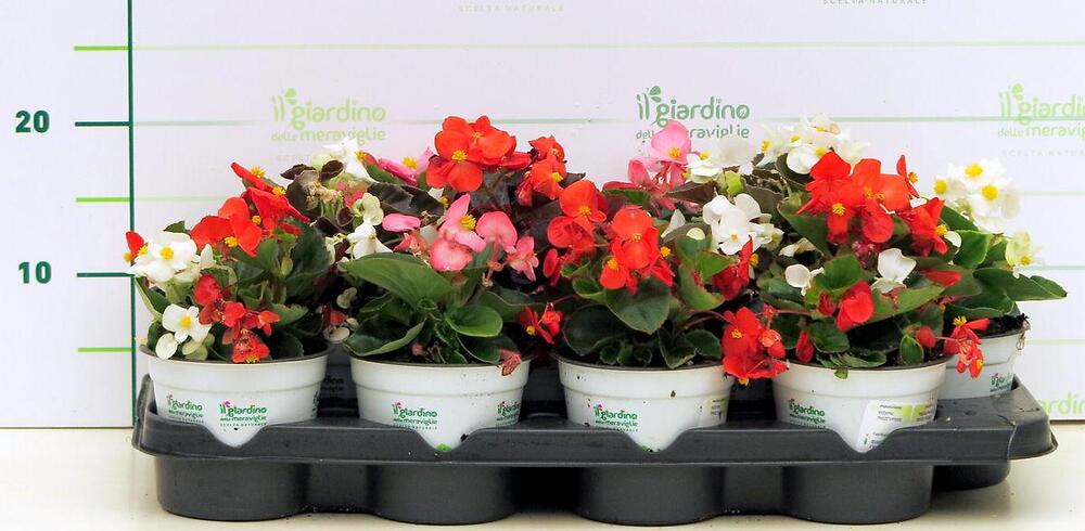 POWERS TO FLOWERS - BEGONIA BIG VASO 22CM DIAMETRO, A FIORE ROSSO, BEGONIA DRAGON, piante vere - Powers to flowers - piante e fiori